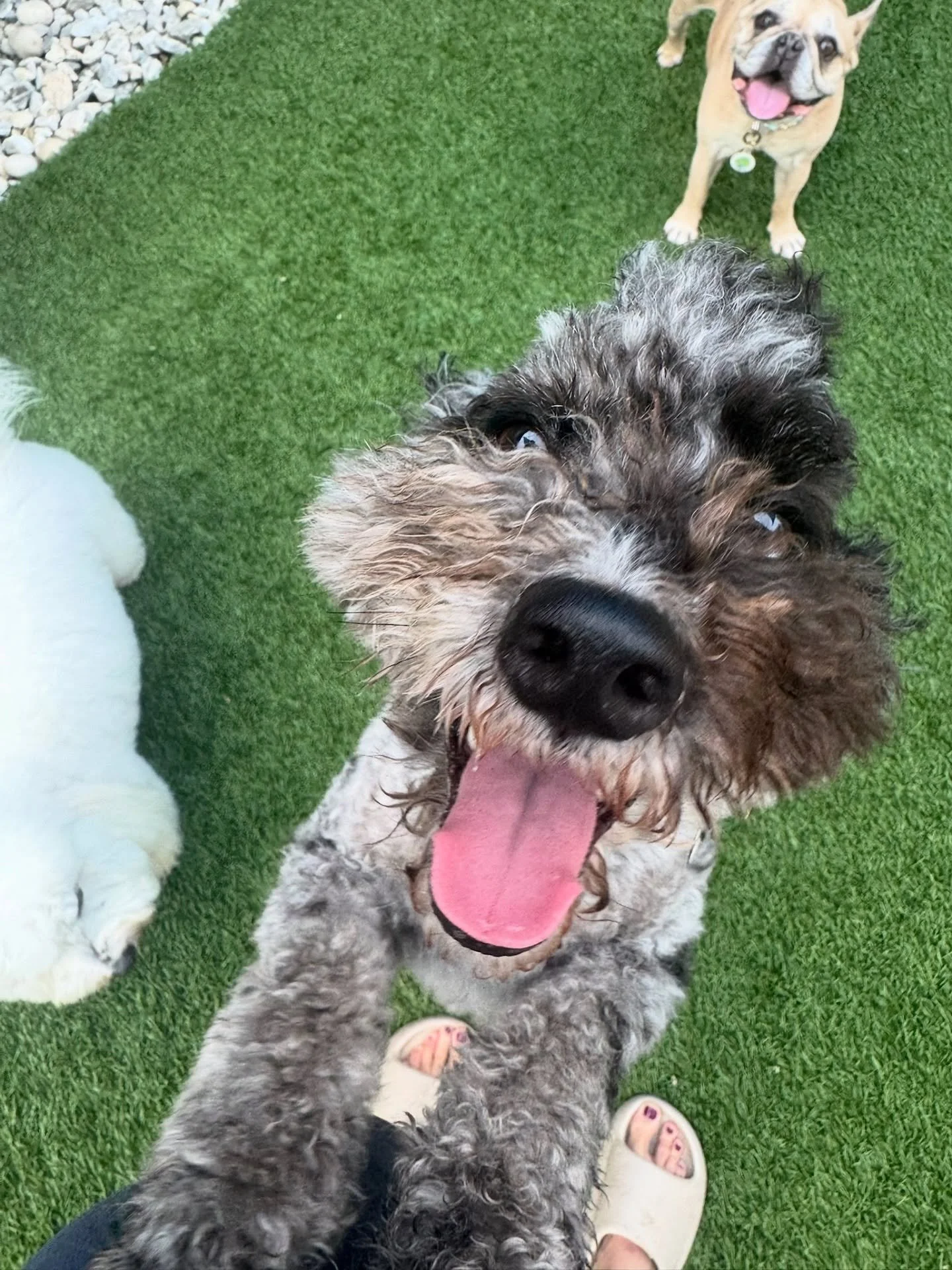 Here&rsquo;s what we see every day as a Pawfect Pals pet sitter &mdash;tiny paws running to greet us, tail wags that don&rsquo;t stop, and pets who trust us with their whole hearts 💛🐶

This is why we love what we do.

#pawfectpals #petsitting #miam