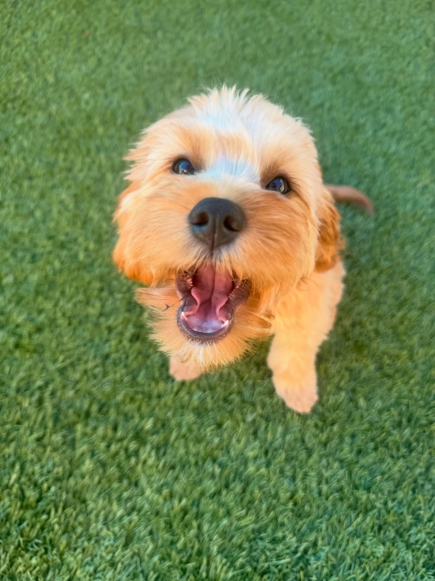 We treat your fur-babies as our own &mdash; with all the love, patience, playtime, and cuddles they deserve 💛🐶

Thank you for trusting us with your little ones 🐾✨

#pawfectpals #miamipets #miamipetsitting #petsitting #petsofinstagram #petstagram