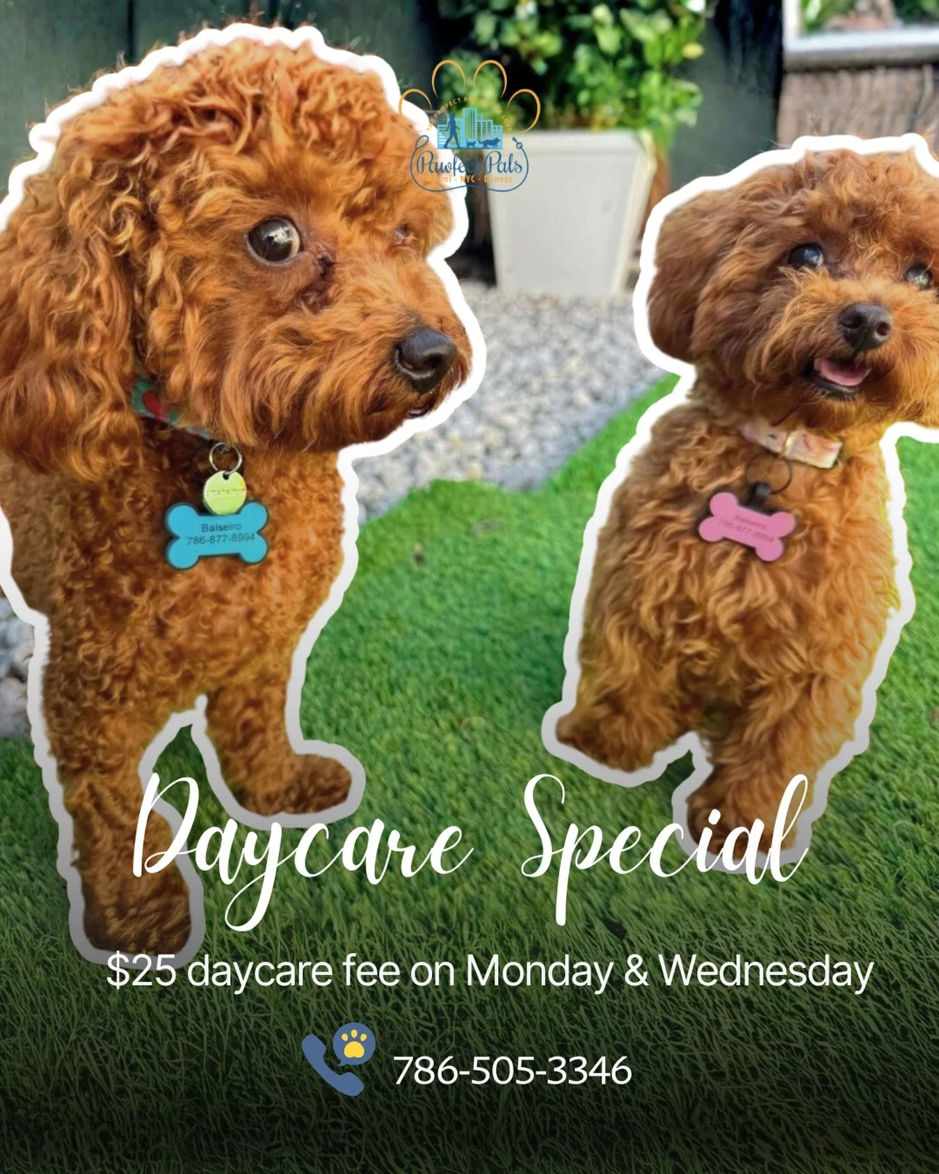Because they deserve more than just a place to stay &mdash; they deserve a place to belong.

Our daycare gives your pup structure, play, and all the love they&rsquo;re used to at home. 

#pawfectpals #petsitting #miamipetsitting #miamipets #petstagra