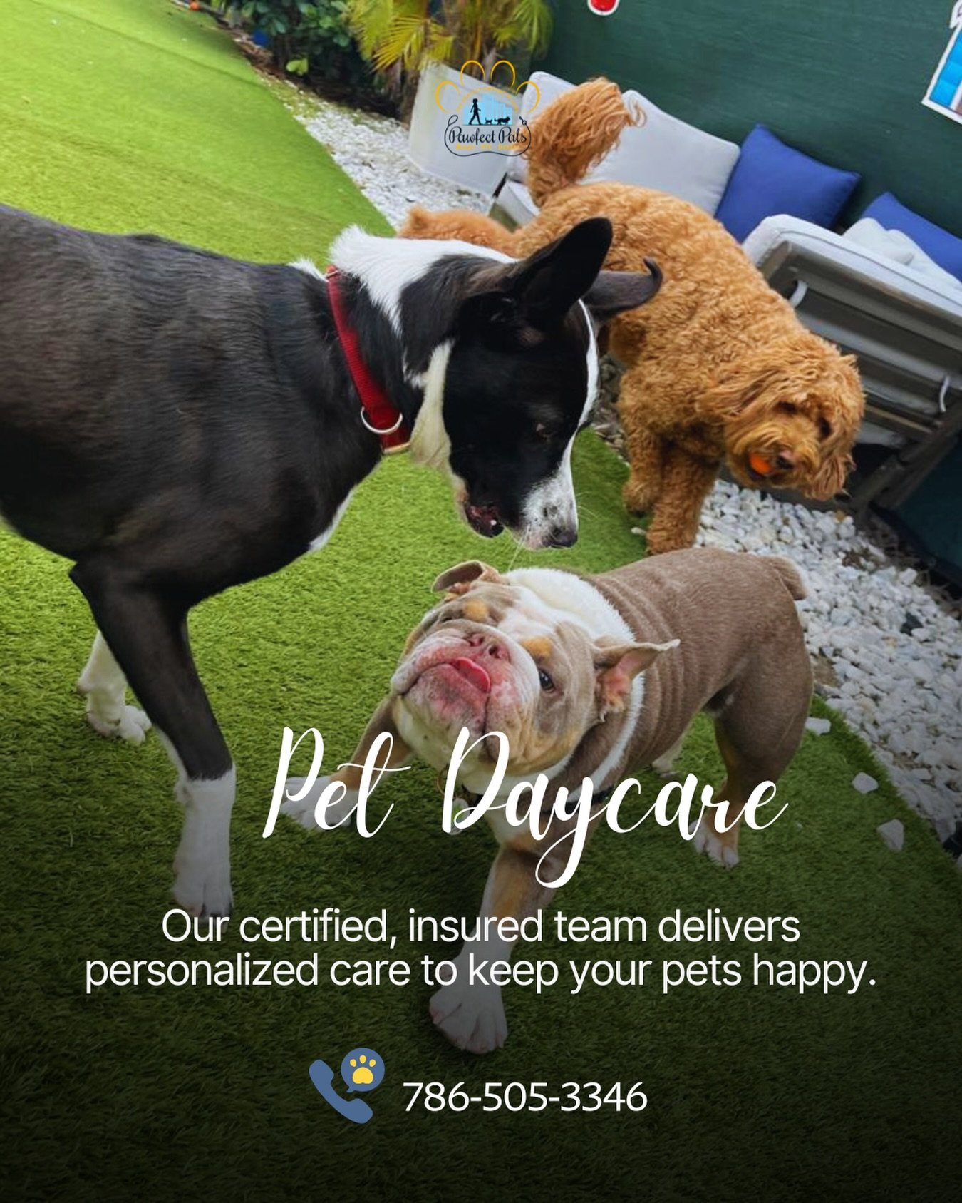 Keep your pets happy and well-cared for! ❤️ 

Dm us to book daycare slots.
#pawfectpals #petsitting #miamipets #petsittingmiami #petdaycare