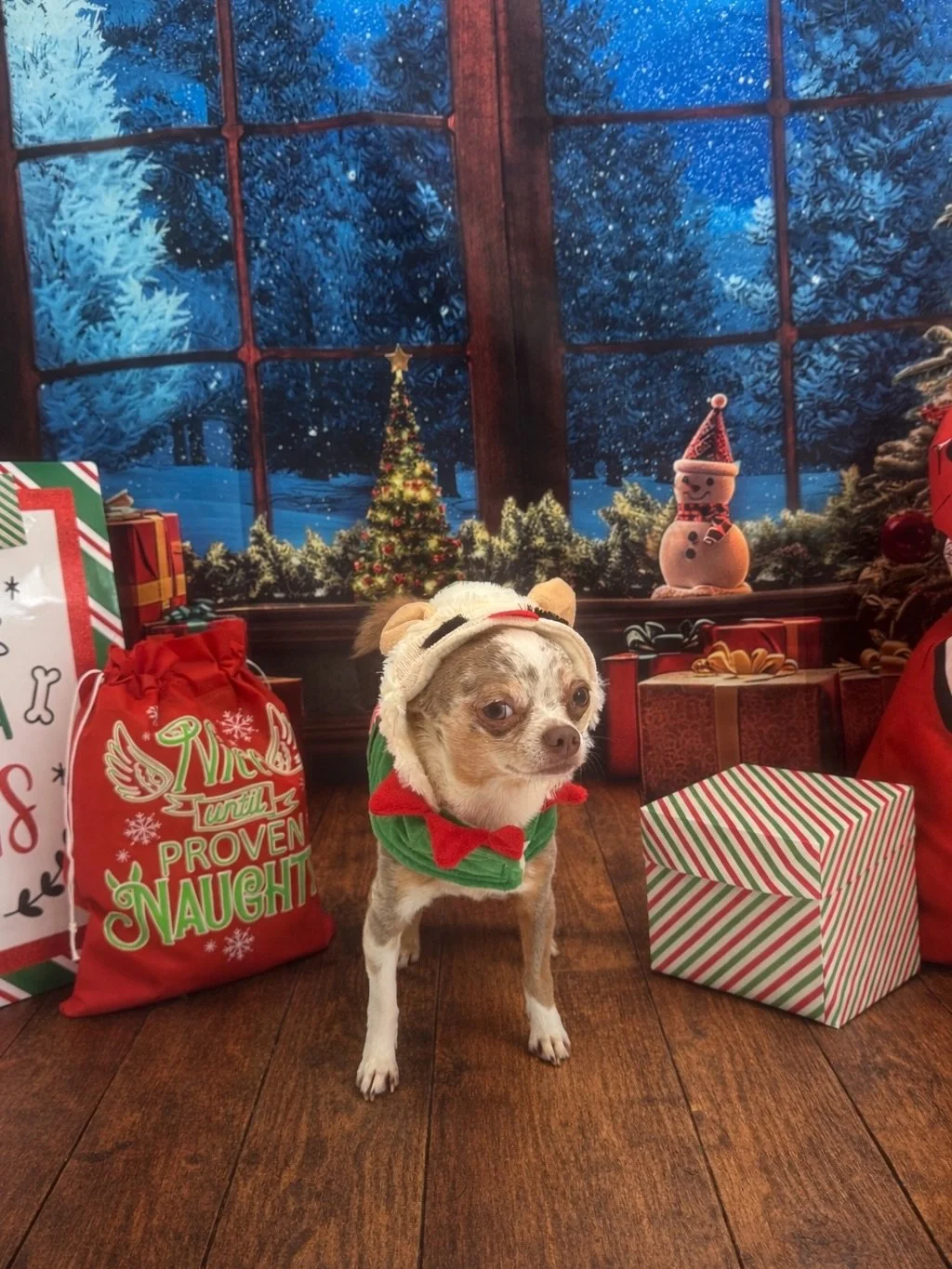 Cheers to a brand new year with Pawfect Pals 🎉🐾

2025 gave us countless tail wags, new furry friendships, and so much love.

As we step into the new year, we&rsquo;re excited for more play, more care, and more moments that feel like home for your p