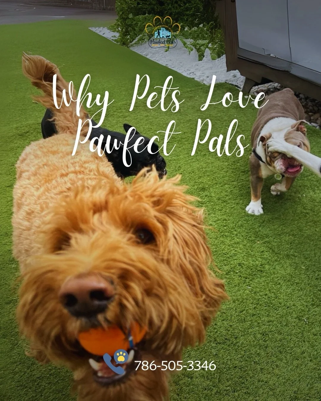 Why pets love Pawfect Pals ❤️

New friends, safe play, enrichment activities, and the happiest (and sleepiest) pick-up faces.
Your pet&rsquo;s favorite part of the day starts here. 🐾✨

#pawfectpals #miamipets #miamipetsitting #petsittersofinstagram