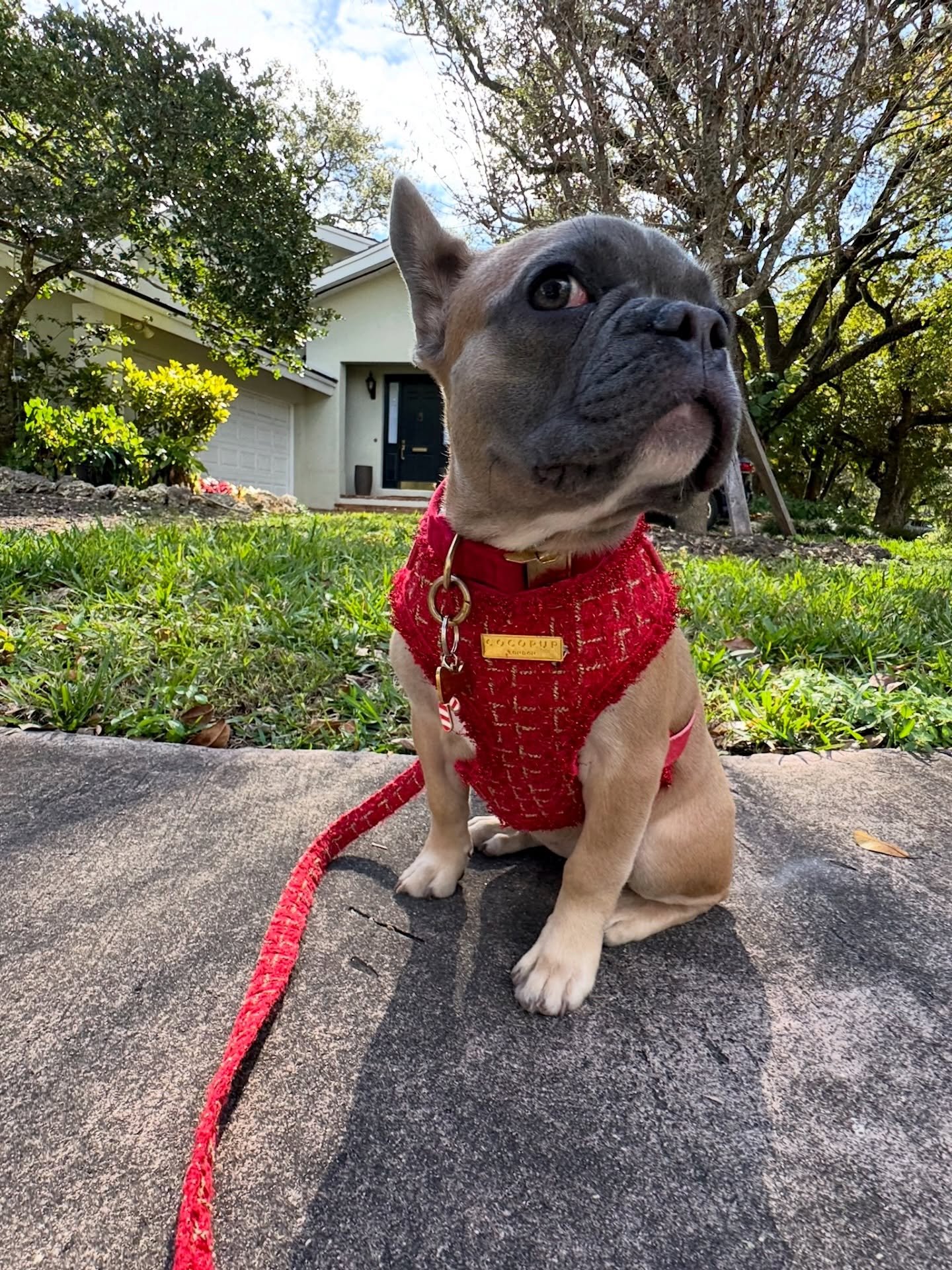 Out for a stroll, sniffing every corner, and soaking up the fresh air 🐾

Our dog walks aren&rsquo;t just about exercise&mdash;they&rsquo;re about enrichment, routine, and a whole lot of tail wags.

#miamipets #miamipetsirting #dogwalking #dogwalks