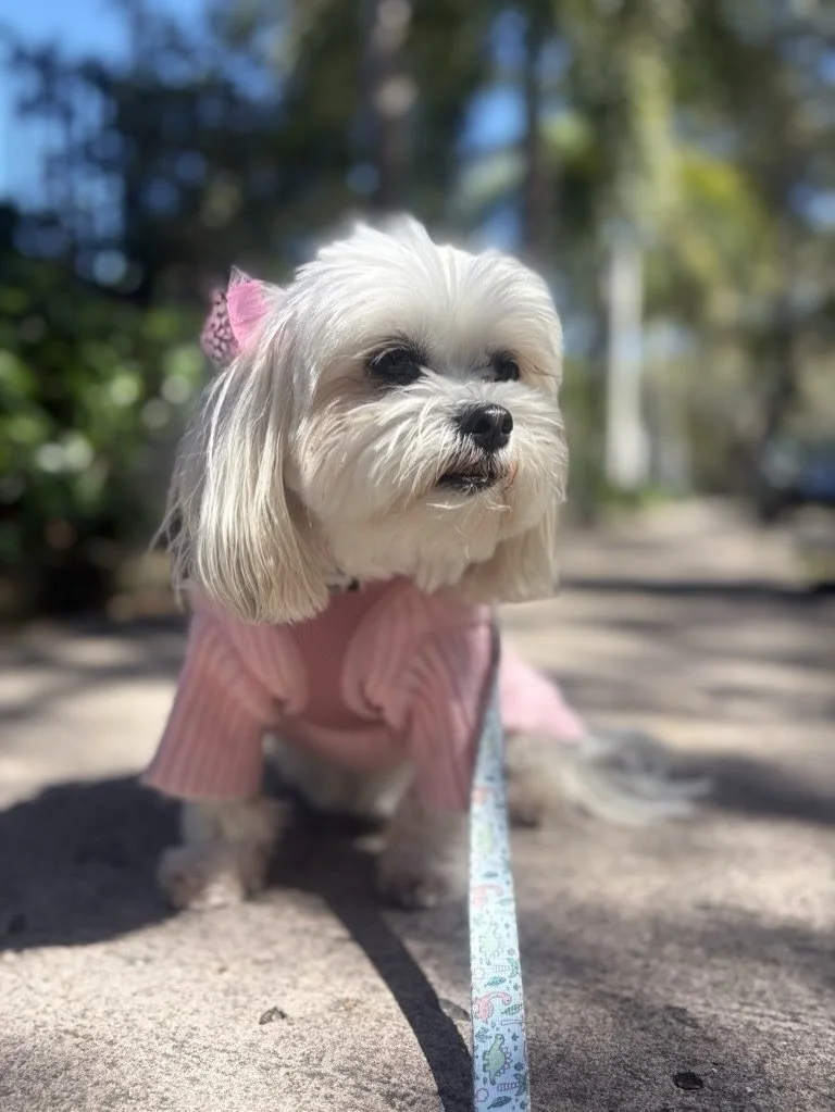 Another day, another dog walk 🐾

Looking for reliable walks, care, or custom packages for your pup?
DM us for our rates and packages, and we&rsquo;ll help you find the perfect fit 🤍

#pawfectpals #miami #miamipets #petsitting #petwalk