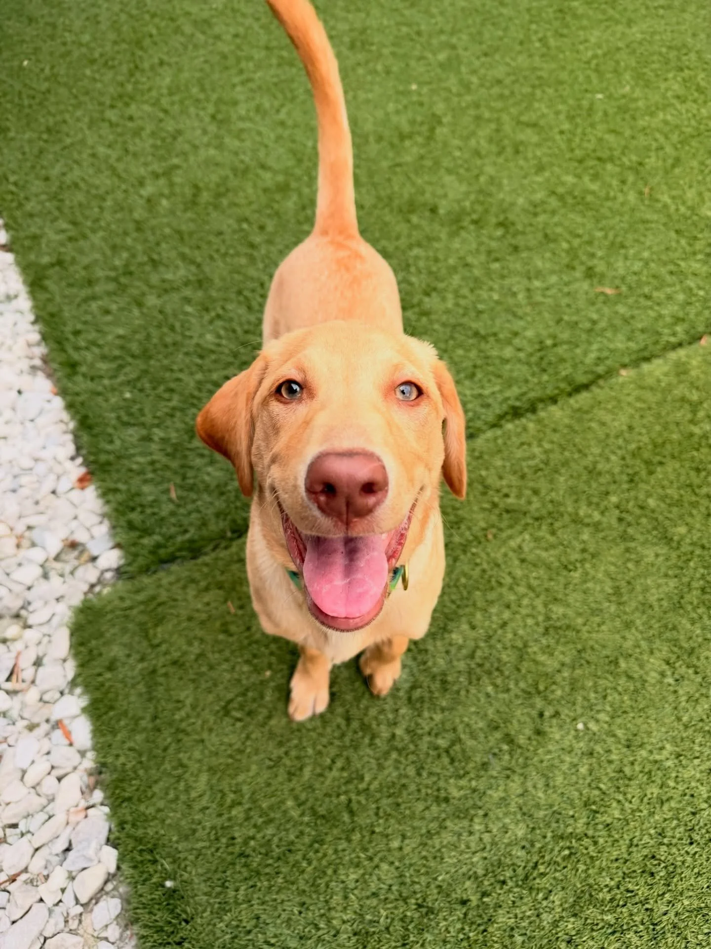 From tiny paws to big zoomies, we take care of them all 🐕🐾

Your fur baby is always in good hands. Book now! #miami #petsofinstagram #petsitter #petsitting