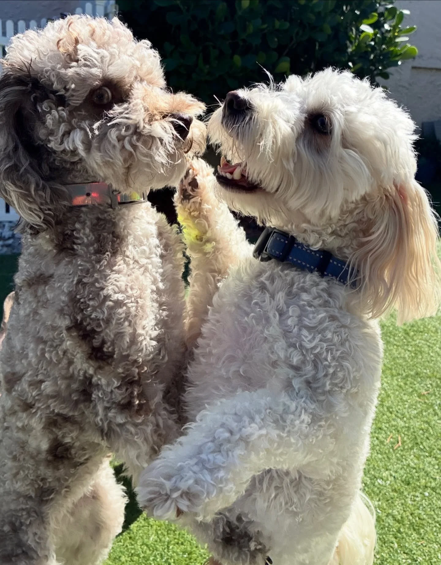 One of the best perks of being a pet sitter? Catching the cutest little moments like this 🥹🐶

#pawfectpals #miami #petsofinstagram #petsitter