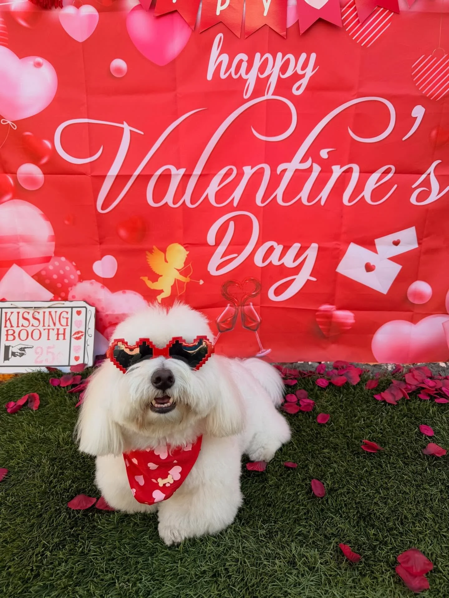 Who needs Cupid when you have these adorable pups? Celebrate Valentine&rsquo;s Day with unconditional love from your four-legged friends! 🥰🐕 #FurryValentines #valentinesday