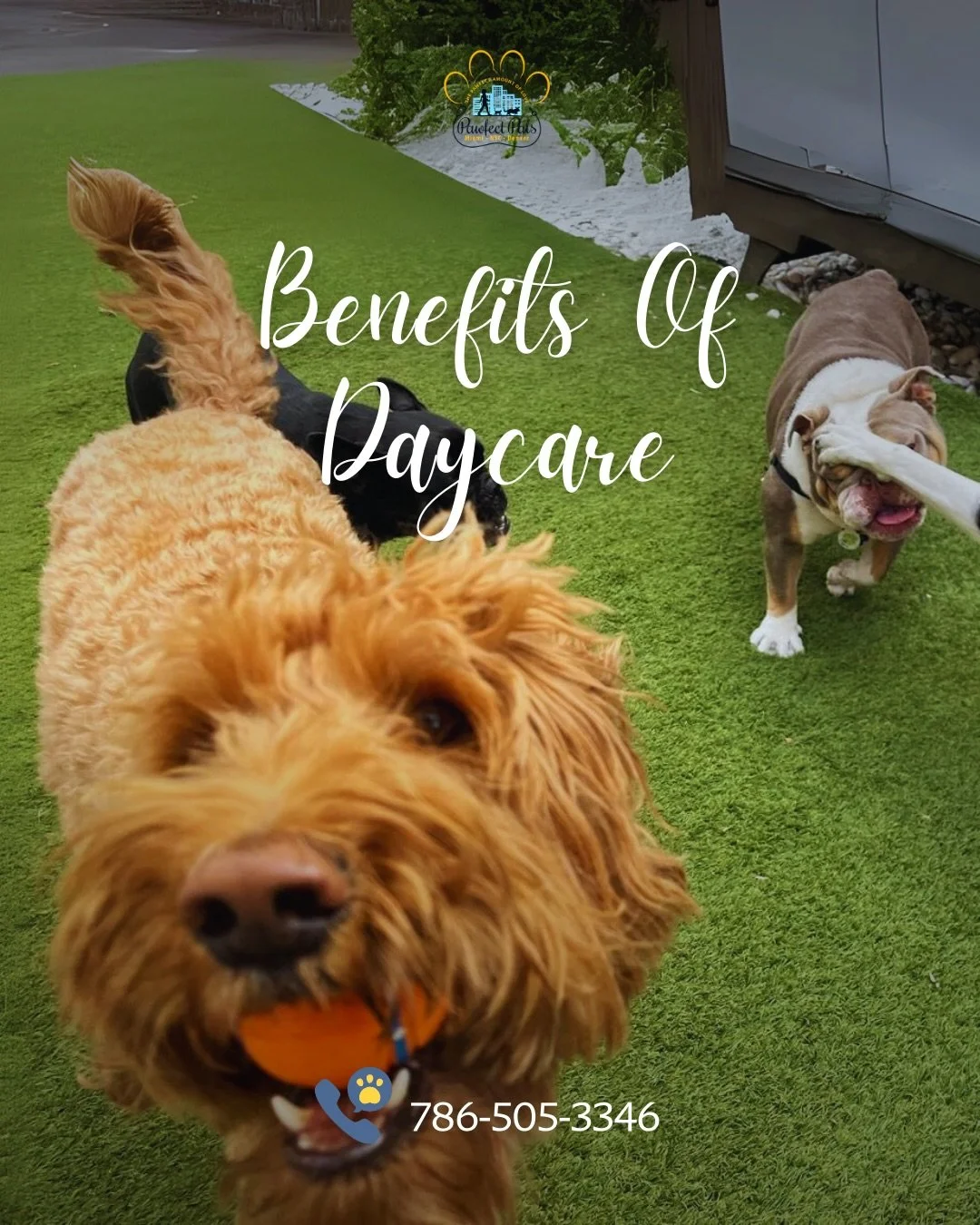 Why choose daycare?

Because a bored dog isn&rsquo;t a happy dog.

Daycare gives your pup:
&bull; Safe, supervised socialization
&bull; Structured play that burns energy
&bull; Mental stimulation throughout the day
&bull; A routine that keeps them ba