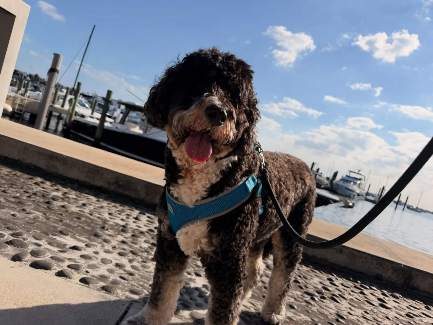 Another day, another dog walk 🐾

Fresh air, happy paws, and a whole lot of tail wags.
Just the way we like it.

#miami #petsitting #dogwalking #petsofinstagram #petlovers