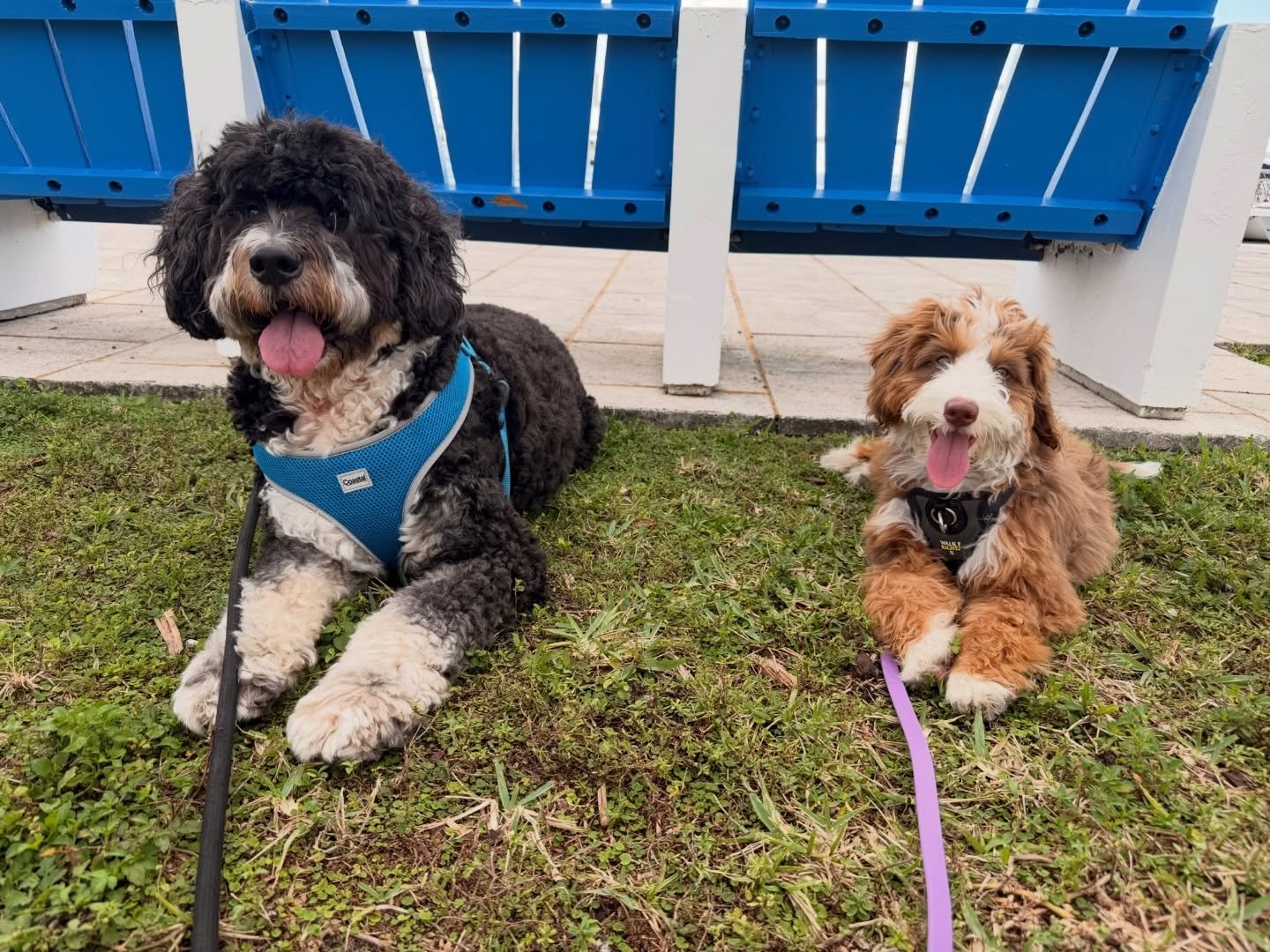 Post-walk mood: satisfied, relaxed, and ready for a nap.

A good walk doesn&rsquo;t just burn energy &mdash; it boosts mood, reduces stress, and keeps your pup balanced.

Happy dog. Happy home.

#miamipets #petsitting #petsittingmiami #petwalker