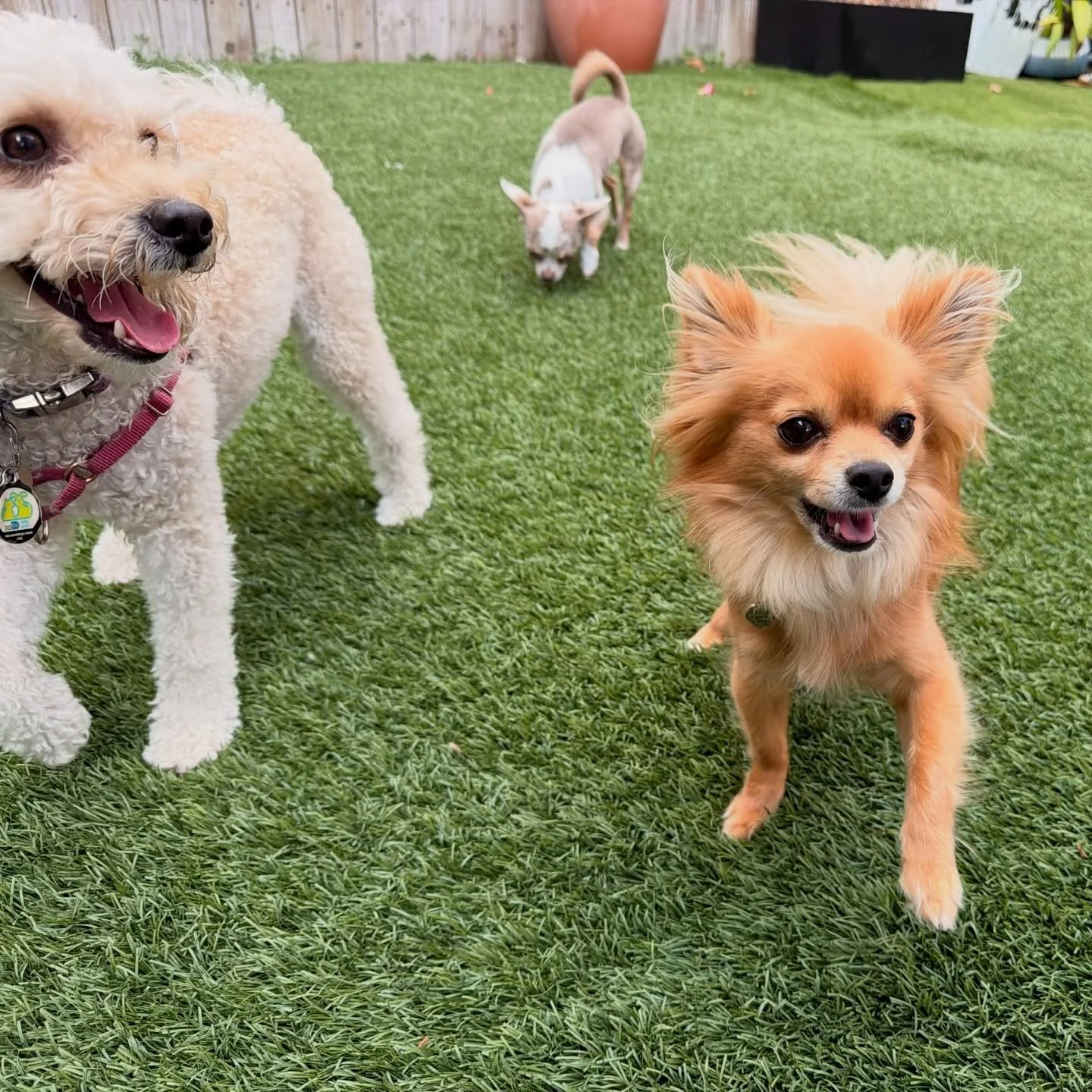 Besties: Gracie &amp; Tuco edition 🐾

Playtime, cuddle breaks, and lots of happy moments in between.

#pawfectpals #petsitting #miamipetsitting #petsofinstagram #dogwalks