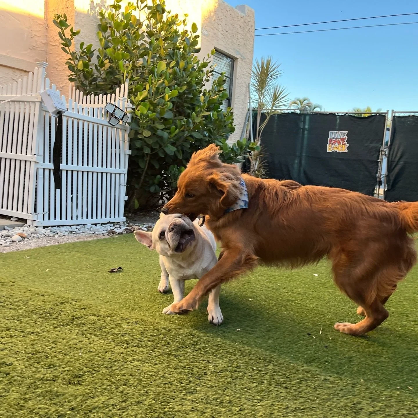 Spring Break is around the corner 🌸

Flights? Booked.
Hotel? Confirmed.
Pet care? 👀

Secure your pet&rsquo;s spot early and travel worry-free.
DM us today! 

#petcare #pawfectpals #miamipetsitting #petsofinstagram #petstagram