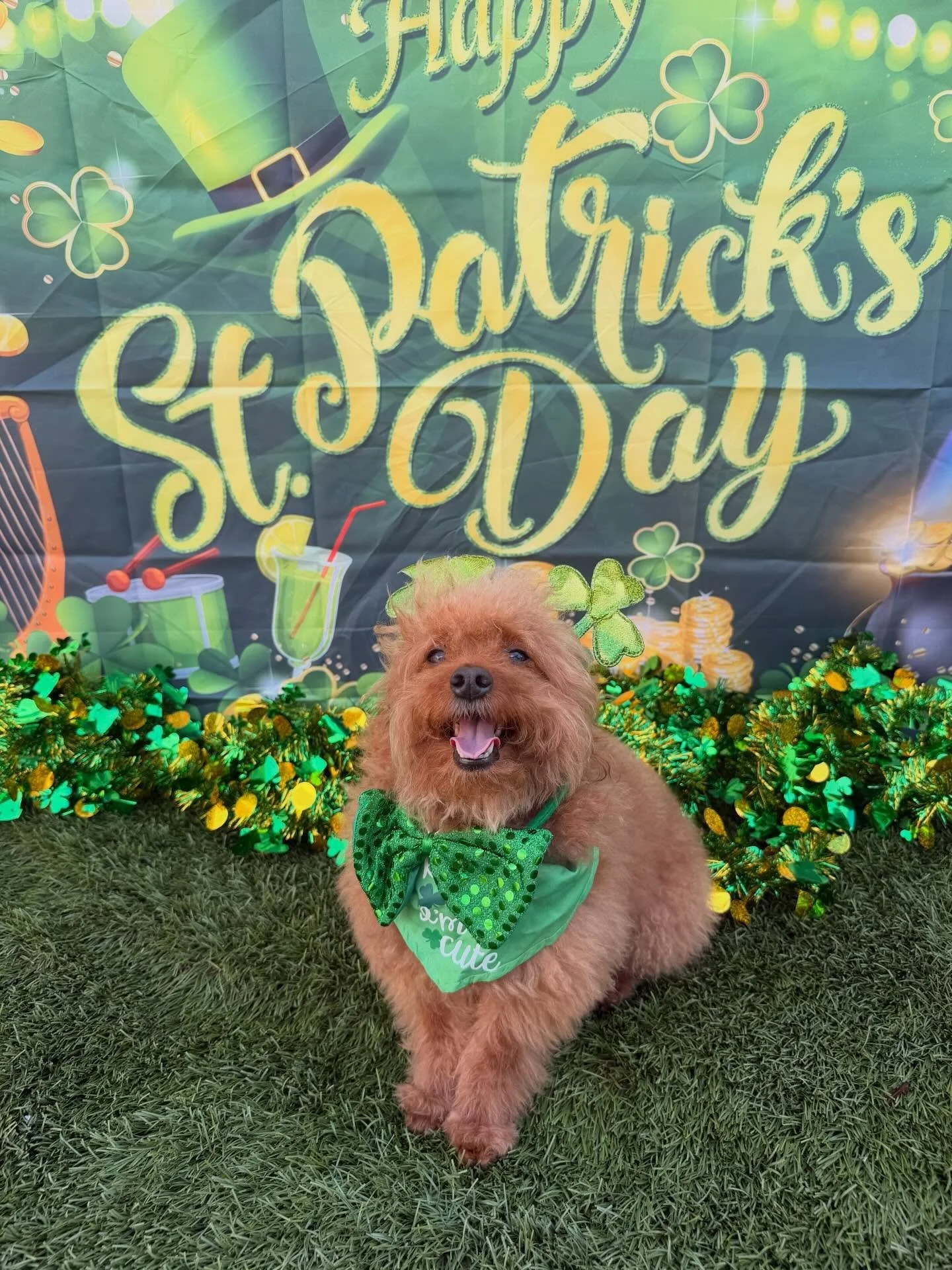 Celebrating St. Patty&rsquo;s Day with our furry friends! 🍀🐶 Each pup is a little pot of gold behind the banner! 🌈✨ Who&rsquo;s ready for some wag-tastic luck? #DogDaycare #StPatricksDay