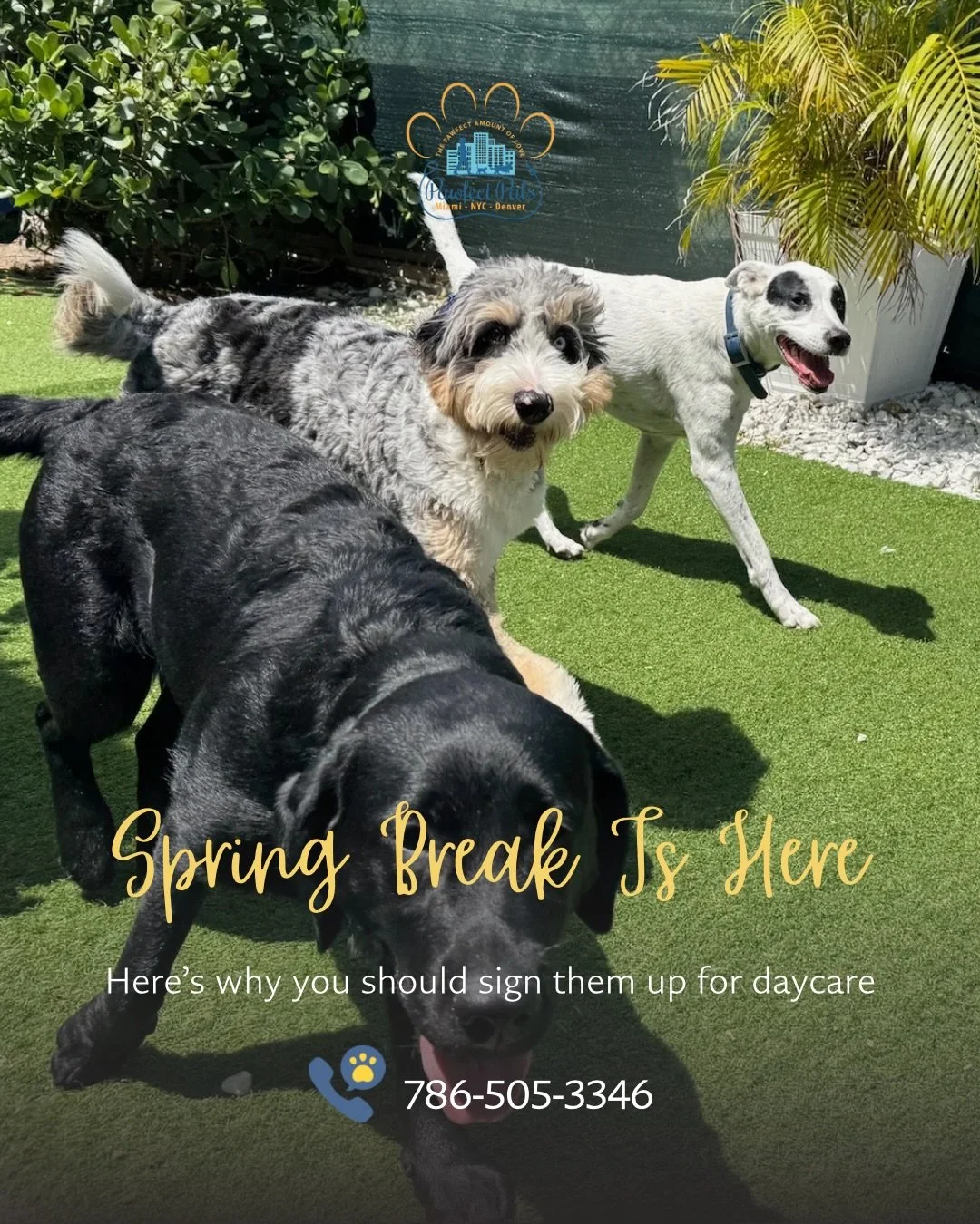 Pet daycare this Spring Break is the way 🐶✨

While you&rsquo;re out making memories, your pup is too &mdash; with playtime, friends, and lots of tail wags.

Secure their spot before we&rsquo;re fully booked 🌸
DM us today.

#petsitting #miamipetsitt