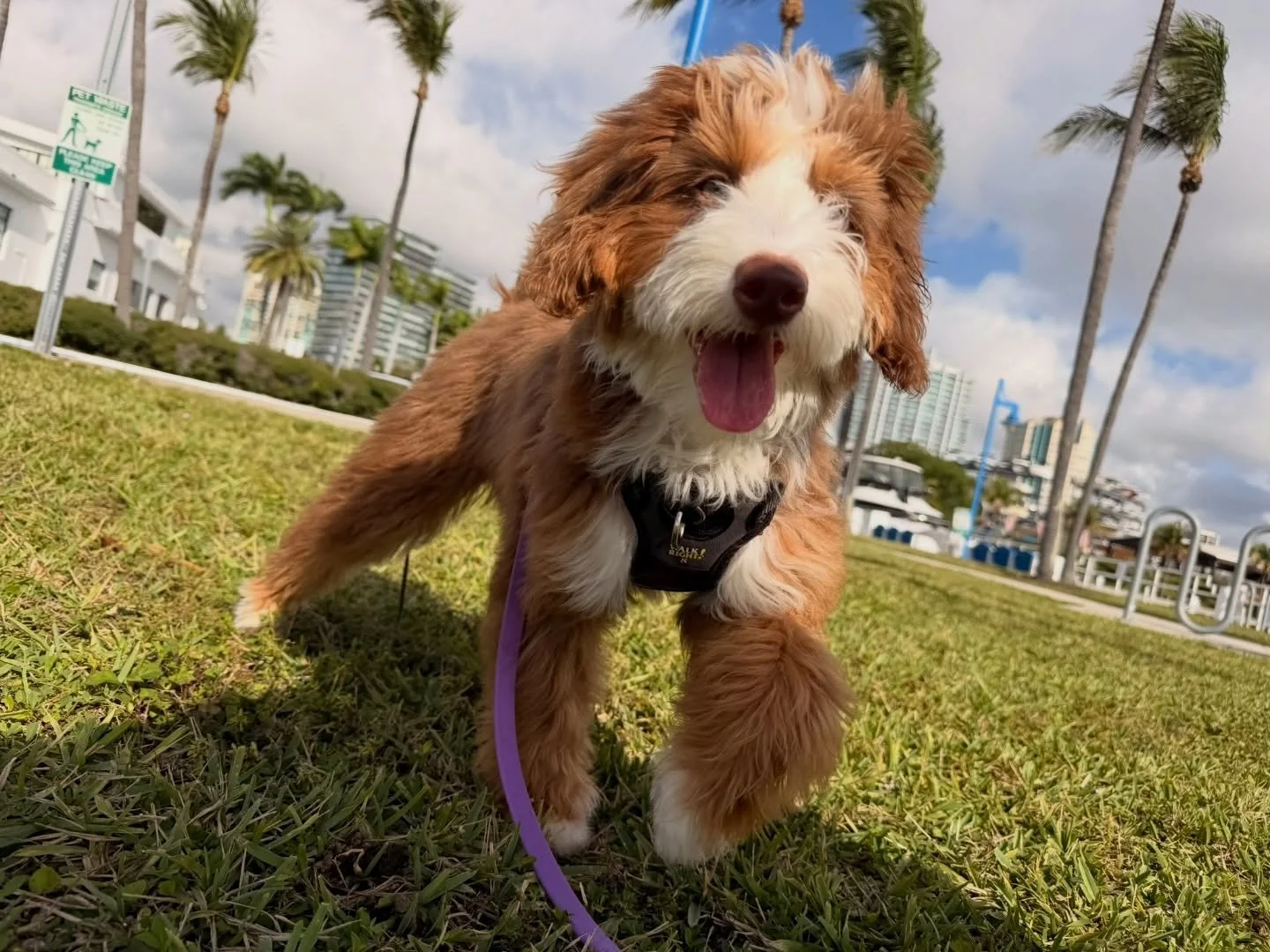 Every walk is more than just exercise&mdash;it&rsquo;s mental stimulation, social time, and pure tail-wagging happiness 🐾

#miami #petsitting #dogwalks #pettwalking #petstagram