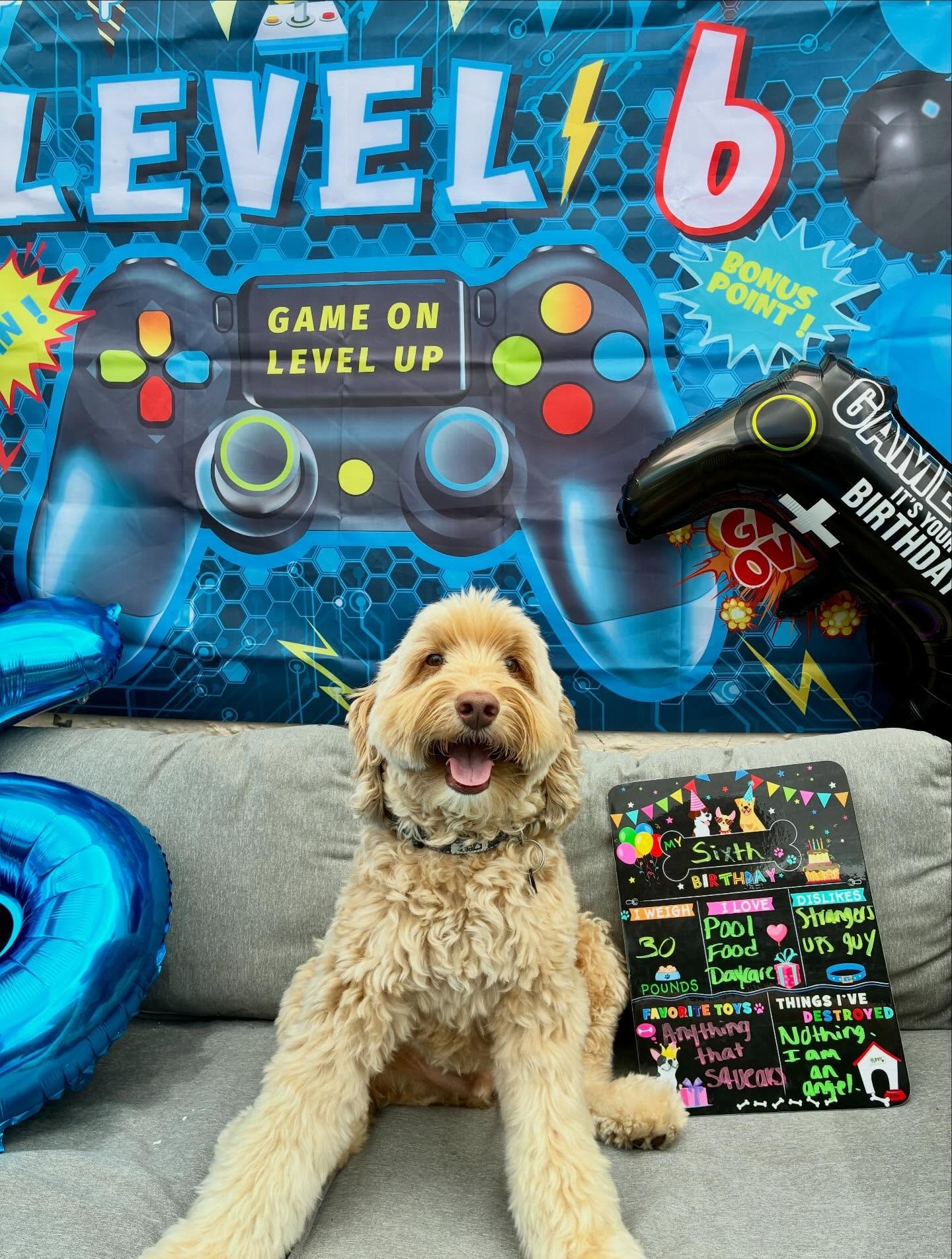Axel is officially a Level 6 legend! 🐾 Let the birthday celebrations begin! @justadoodnamedaxel @doggiebakerymiami 
&bull;
&bull;
&bull;
&bull;
#pawfectpalsmiami #pawfectpals #miamidogwalkers #miamipetsitters
#pawfectwalkers pawfectmiami 
miamidogwa