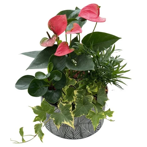 LargeLeafTinAnthurium_Mixed_580x_crop_center.jpg