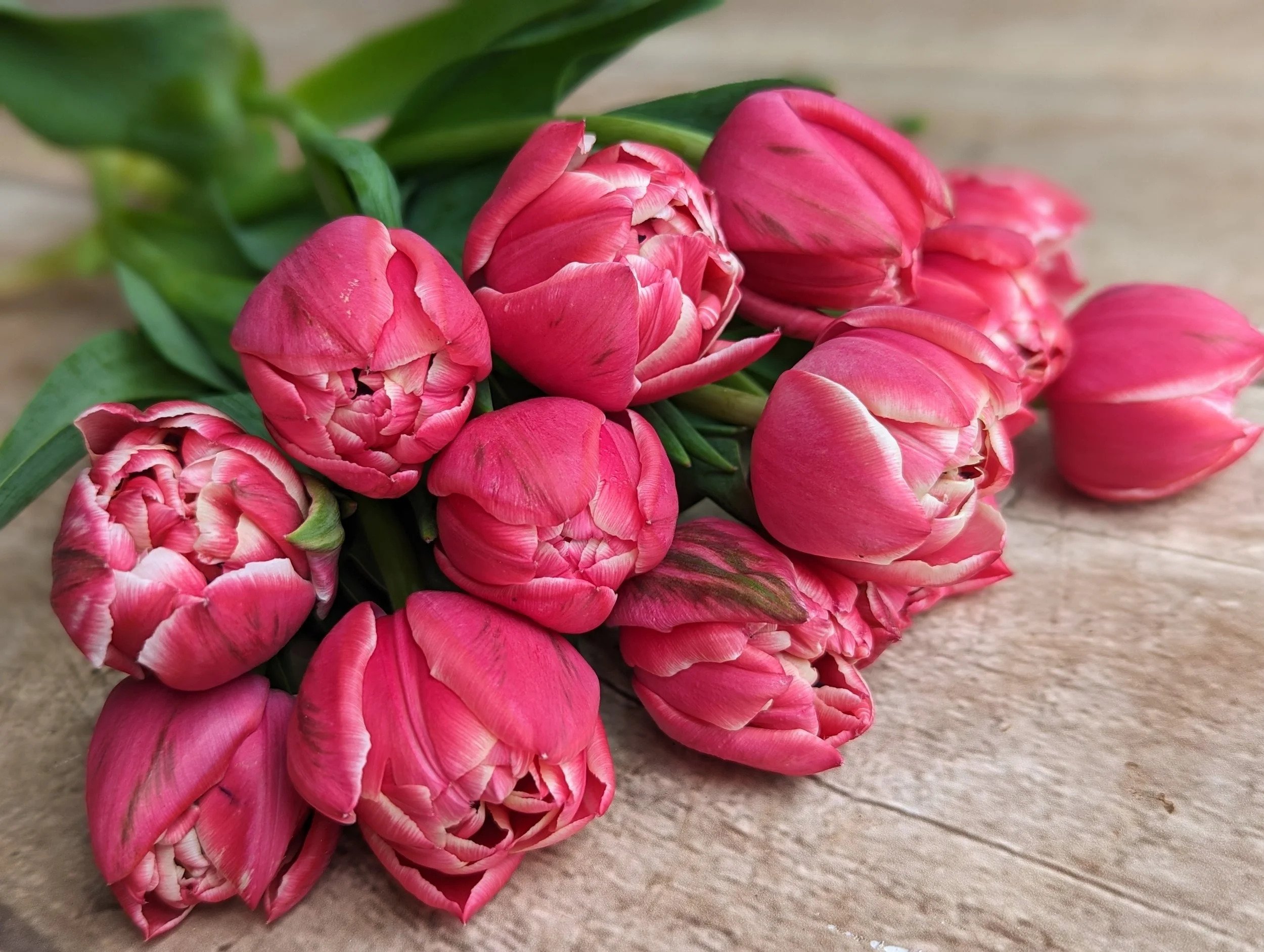 Easter Double Tulips