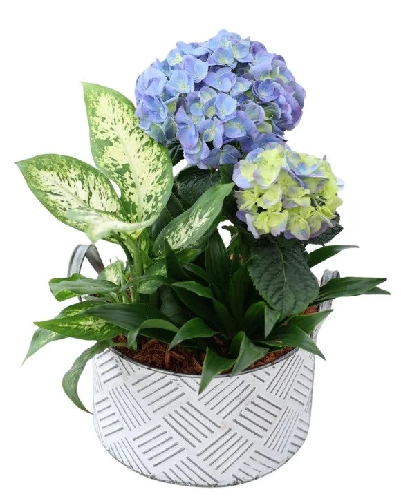 Hydrangea & Tropicals In White Tin