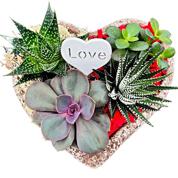 Valentine's Heart Succulent Planter