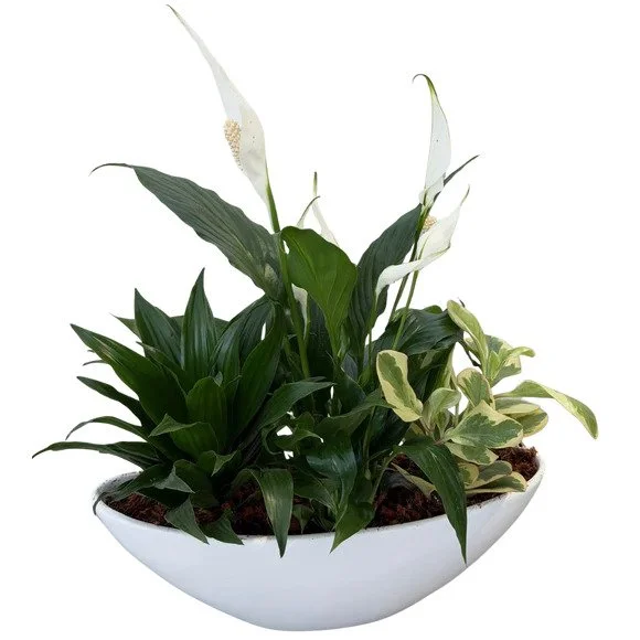 Peace Lily Boat