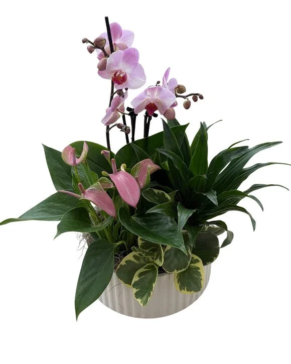 Mother's Day Mixed Planter with Orchid & Tropicals