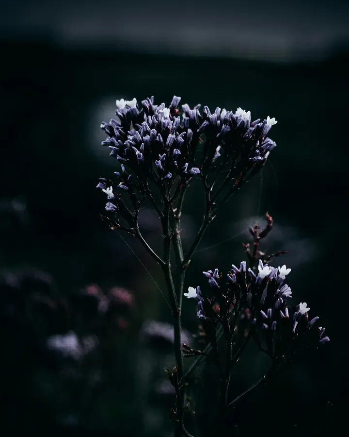 The Reality Garden (Flash Fiction)