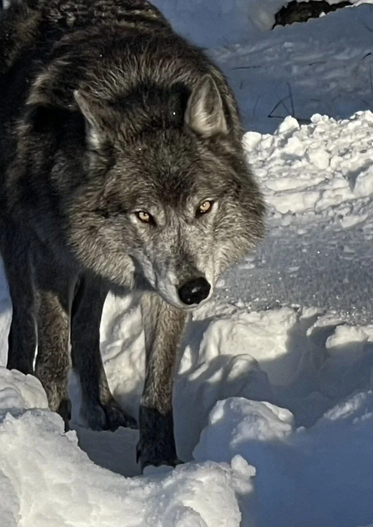 Dark gray wolf looking around a snow-covered tree trunk.