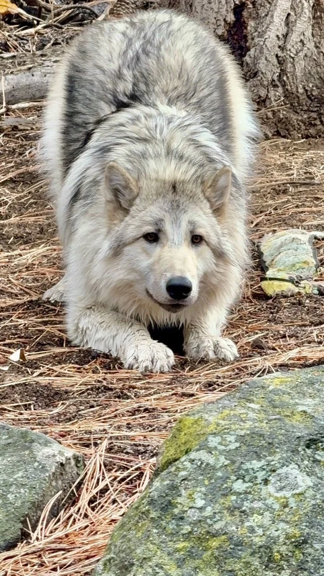 Young gray wolf resting on the forest floor.