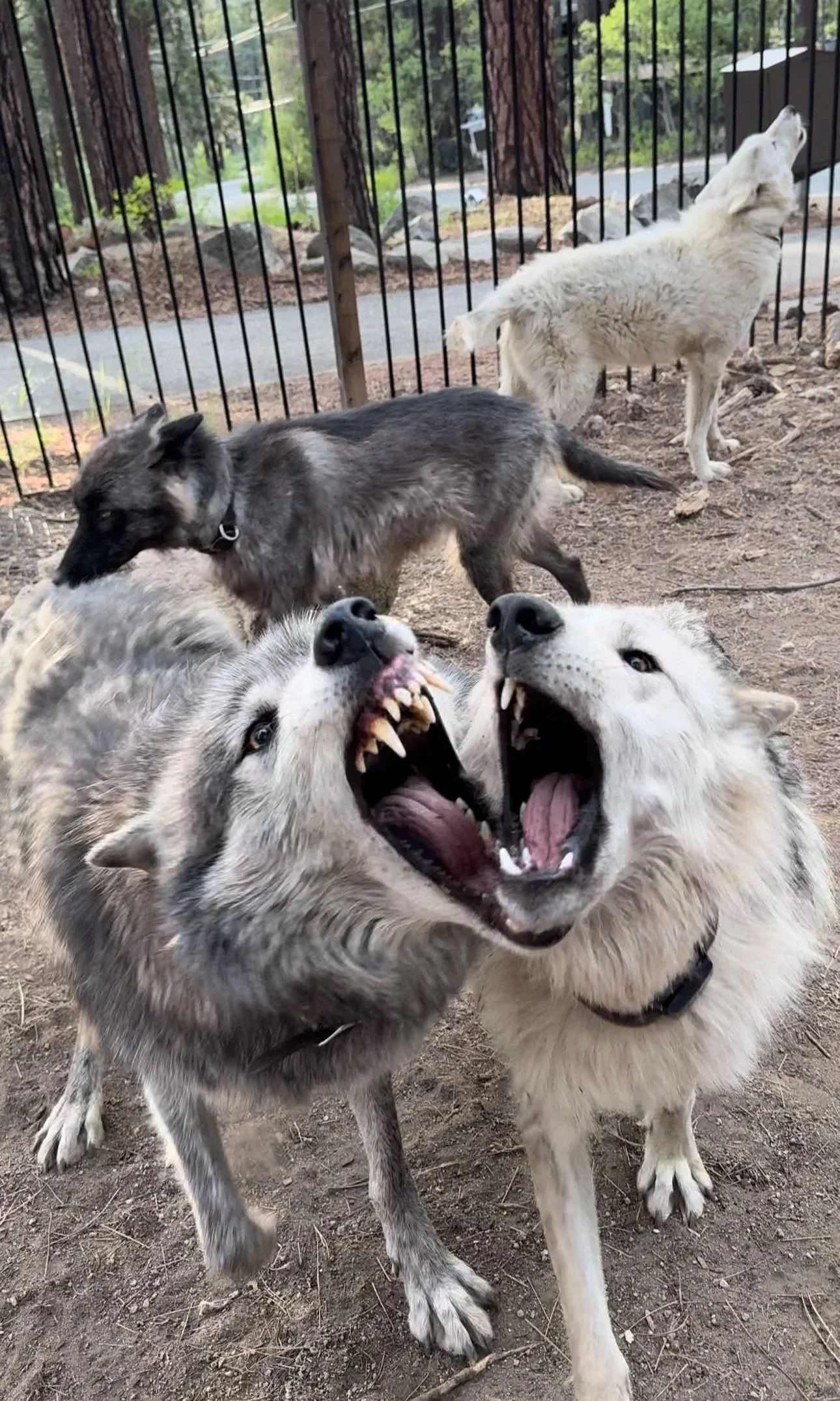 Two gray wolves play-fighting with open mouths.