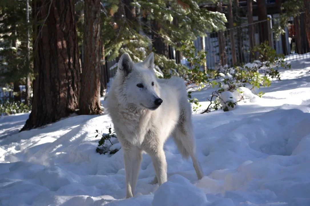 Pale gray wolf standing alert in a snowy forest.