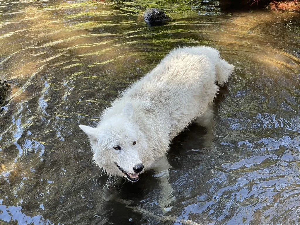 White wolf wading across a shallow stream.