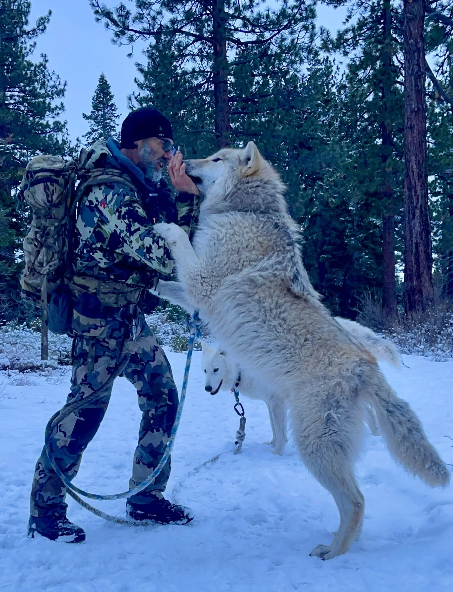 White wolf rising playfully beside a tree in winter.
