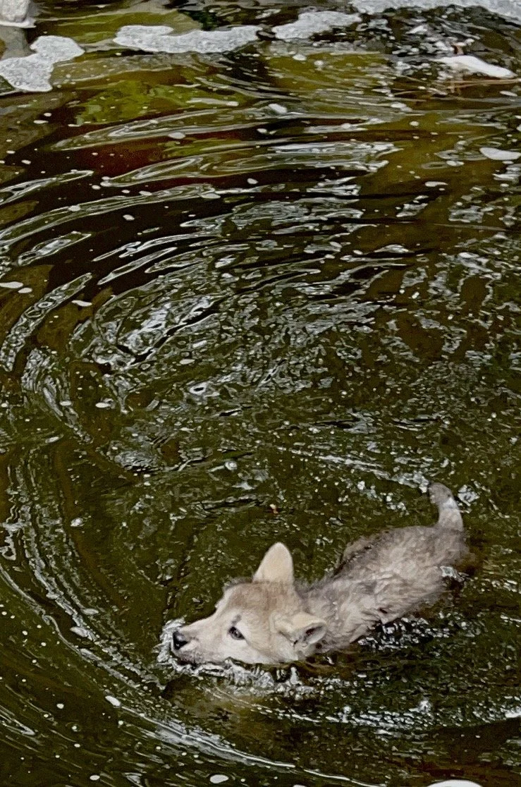 Sunlight reflecting across rippling water in the habitat.