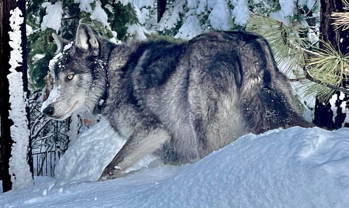 Gray wolf walking through deep snow among evergreen trees.