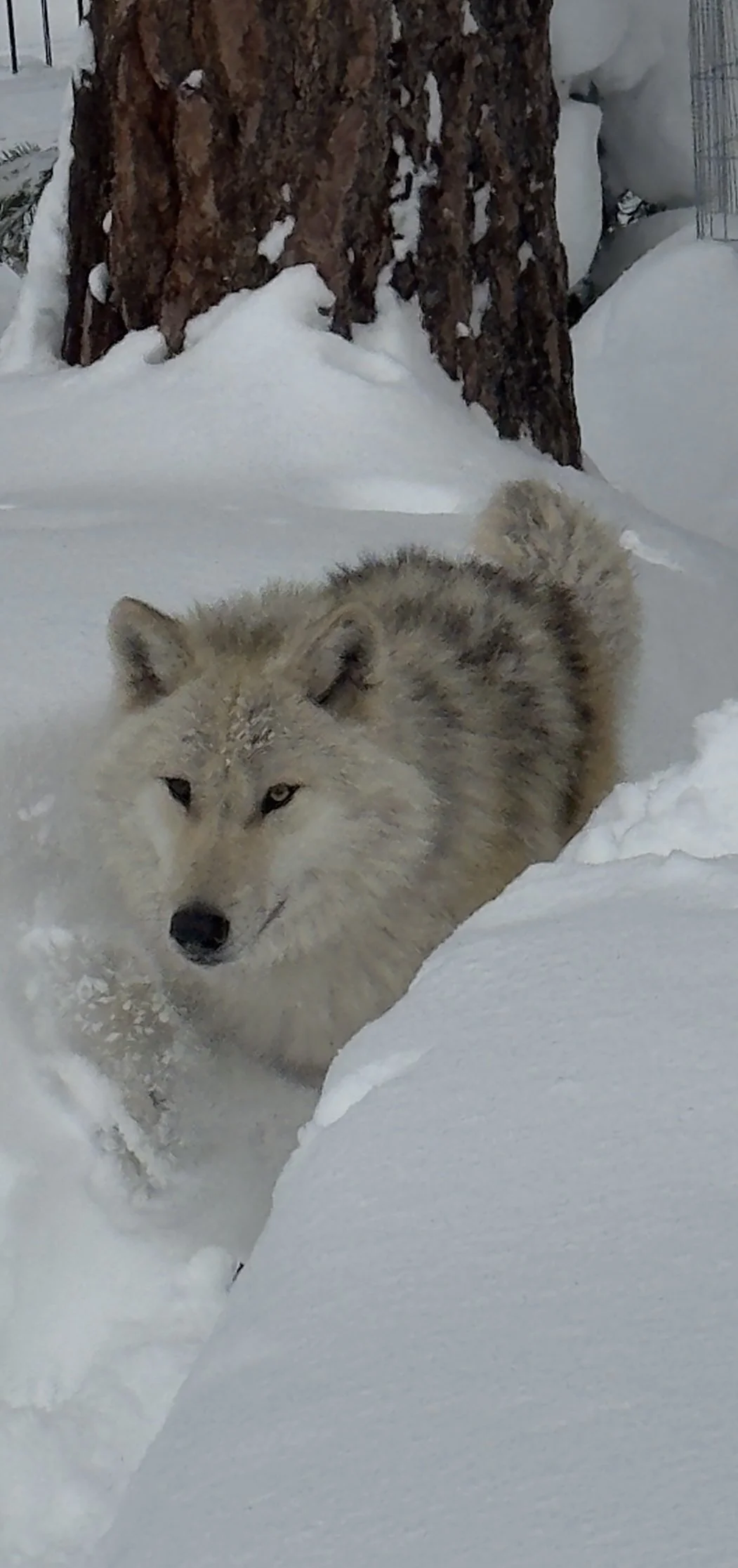 White wolf lying in deep snow.