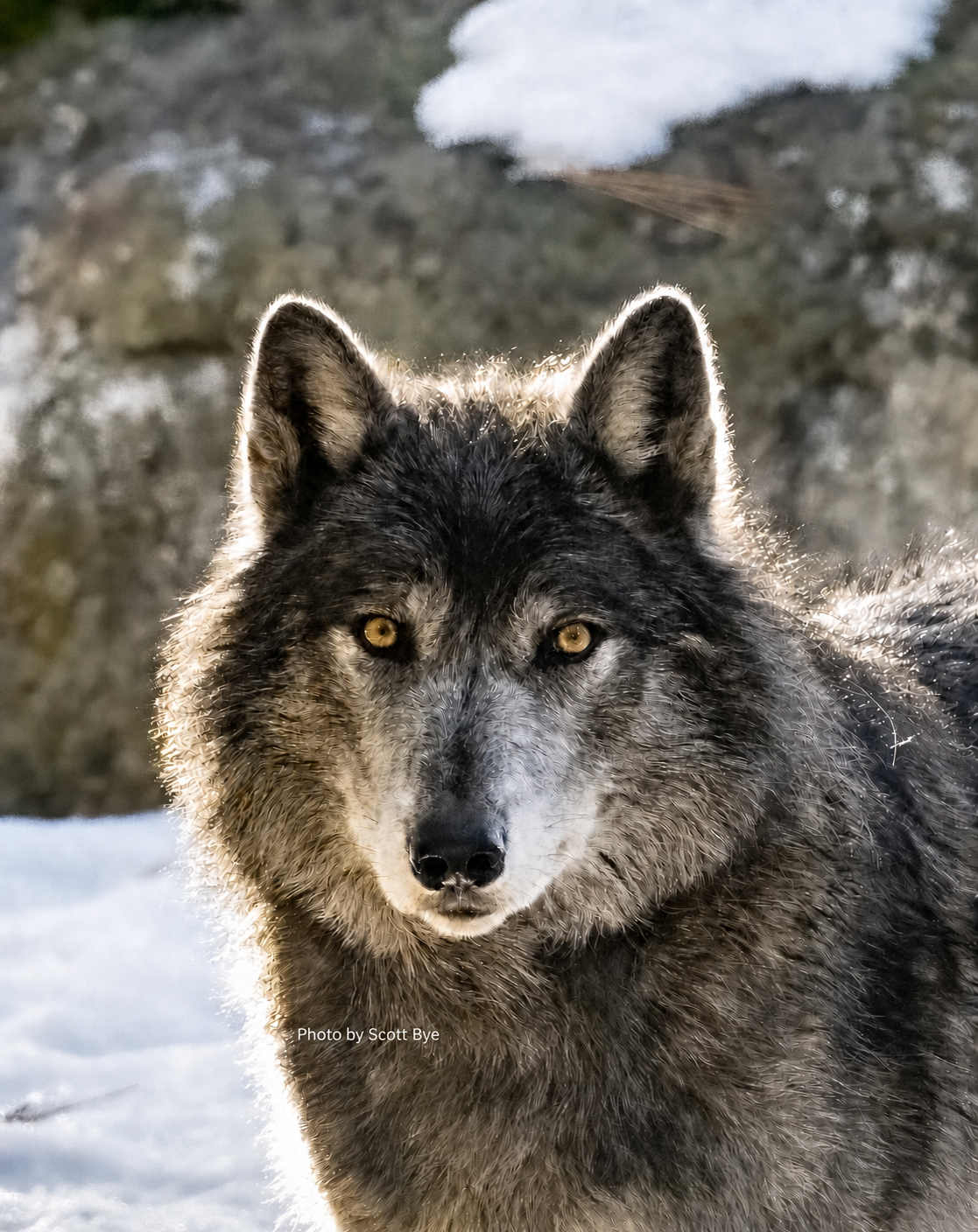 Iqniq, a seven-year-old male Northern Rocky Mountain wolf, looking directly at the camera in snow. Photo by Scott Bye.