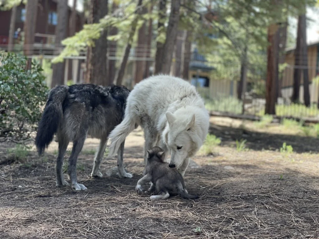 Gray wolf sniffing the ground in a wooded enclosure.