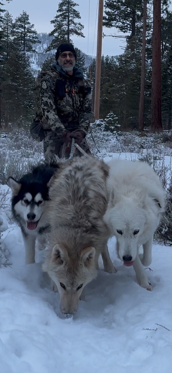 Black-and-white Malamute standing beside a white wolf in the snow.
