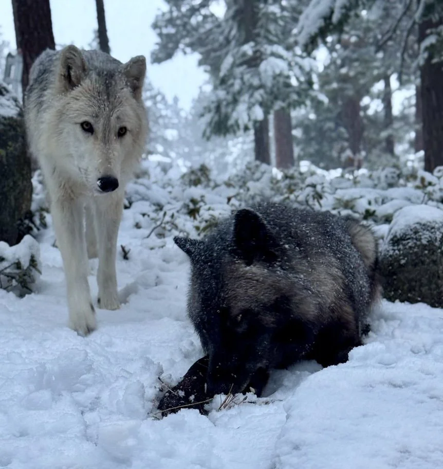 Two pale wolves standing together in a snowy forest.