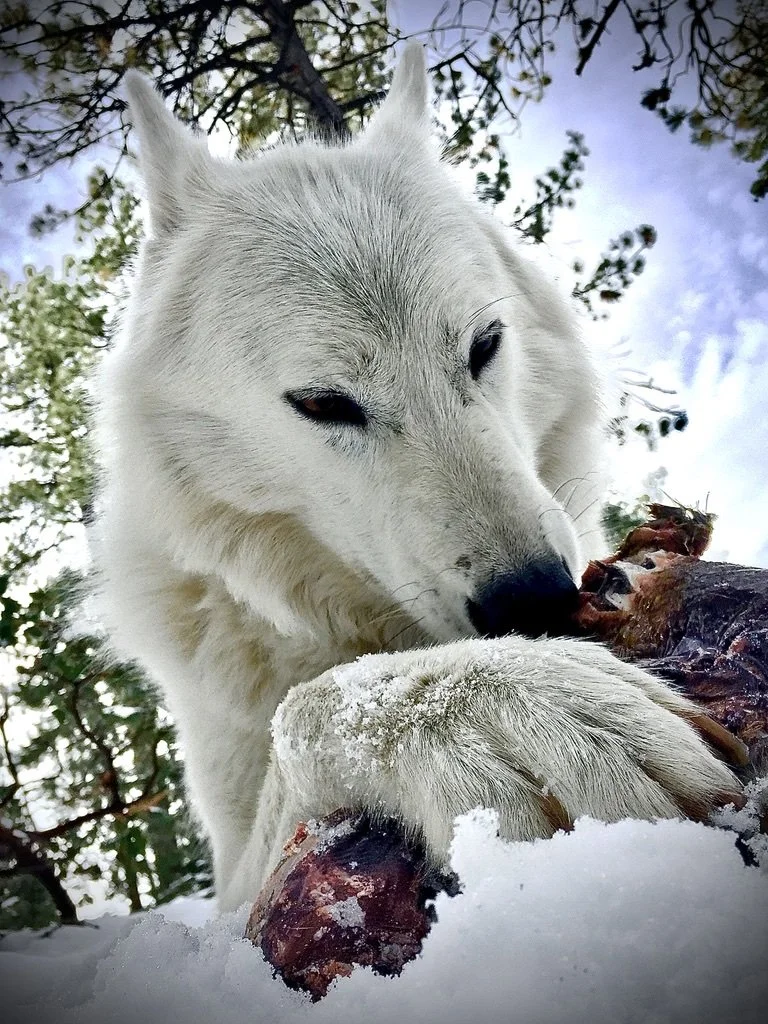 White wolf investigating an enrichment item in the snow.
