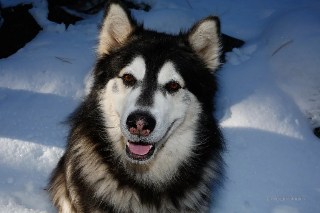 Black-and-white Malamute looking at the camera with mouth open.