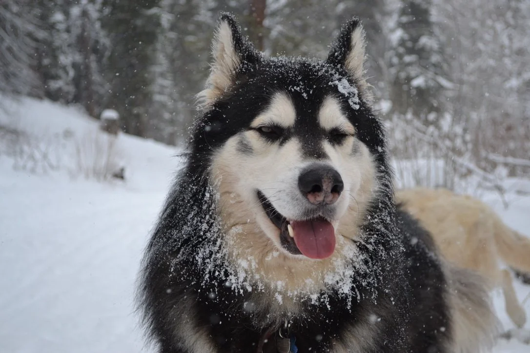 Black-and-white Malamute sitting in the snow.