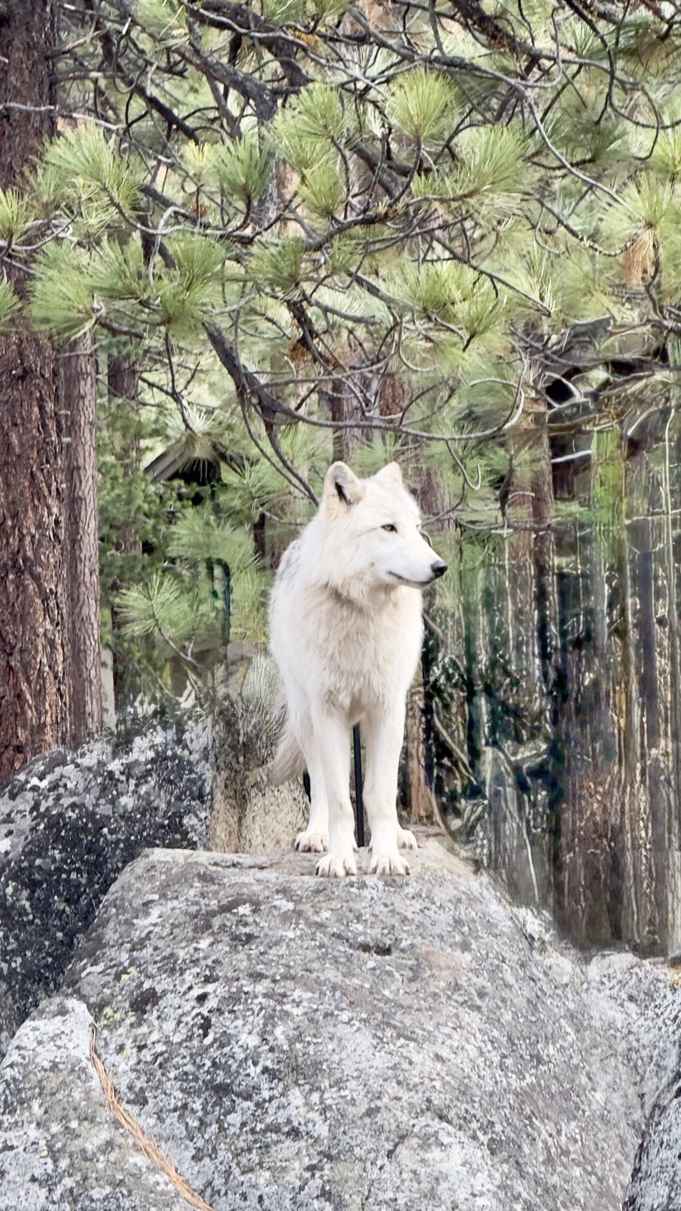 Siqiniq “Sunny,” Tahoe Wolf Center’s light-coated wolf, standing alert on granite among pine trees