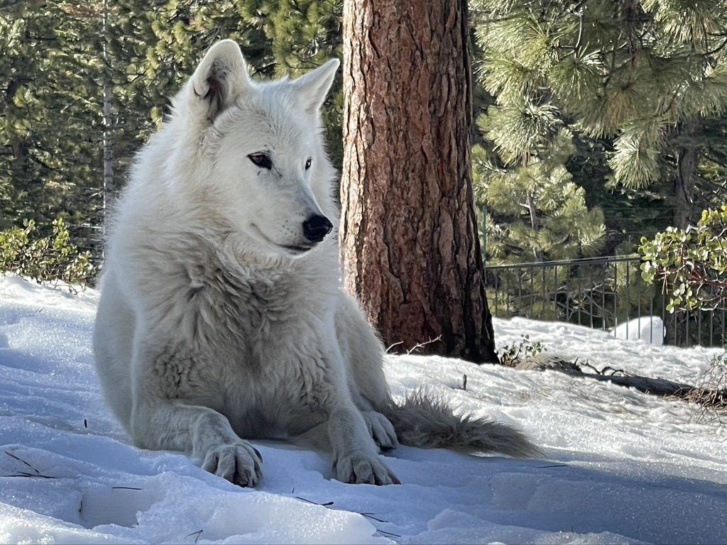 White wolf sitting beside a tree in the snow.