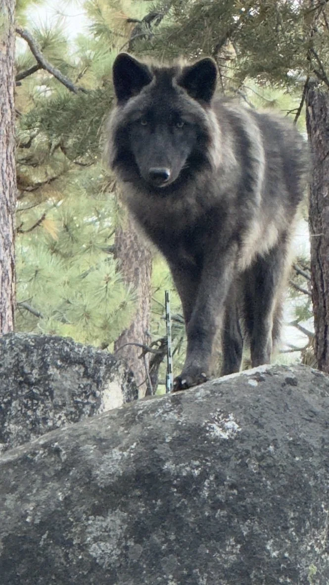 Dark gray wolf standing close to the camera in a wooded habitat.