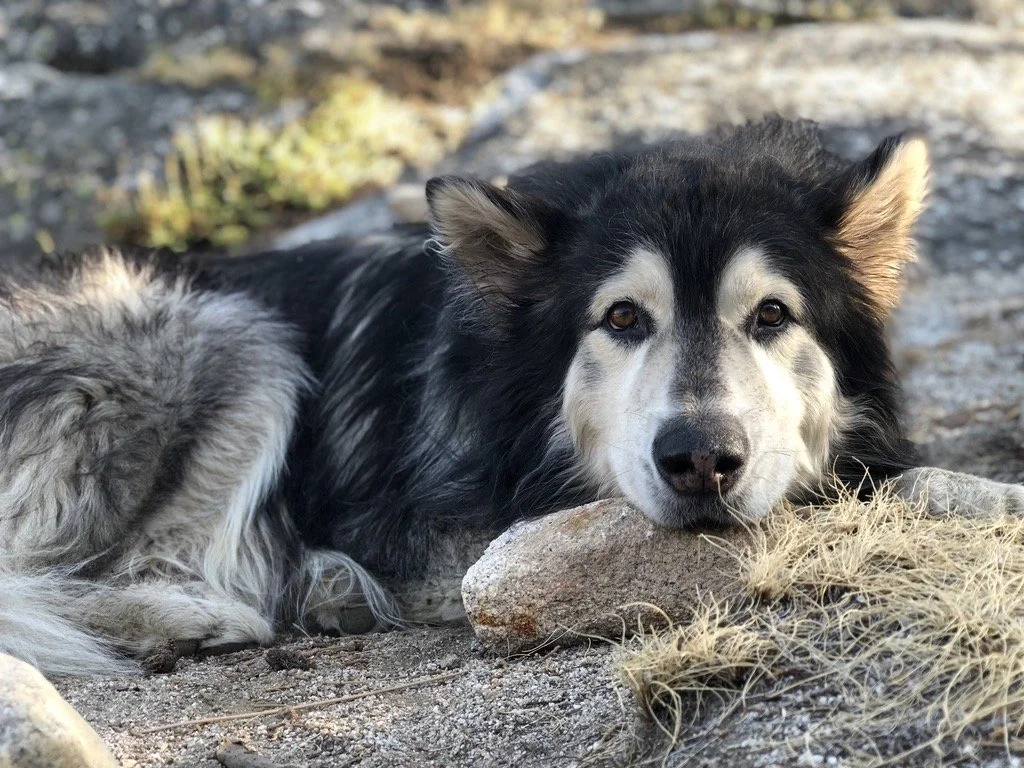 Bixby “King Wooly,” Tahoe Wolf Center’s beloved mentor dog, resting among rocks and alpine grass