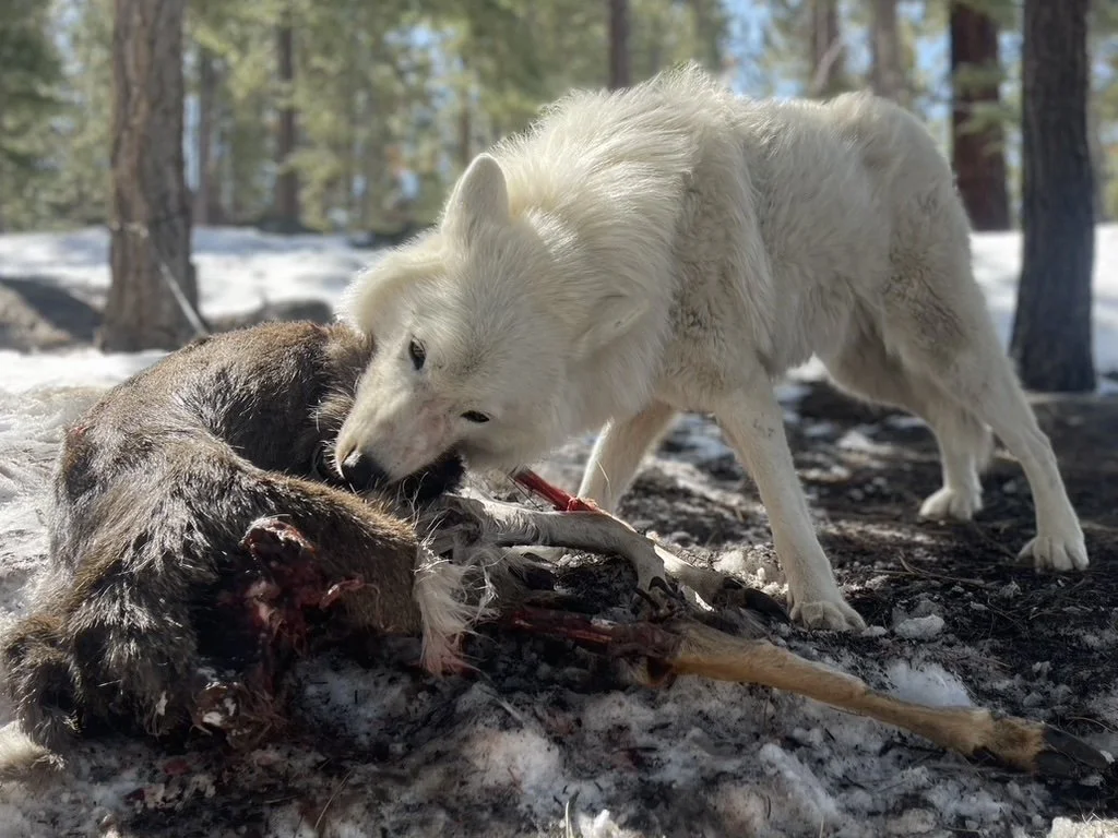 White wolf exploring the forest floor.