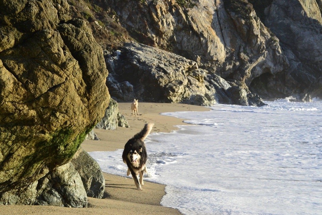 Black-and-white Malamute running along an ocean shoreline beneath rocky cliffs.