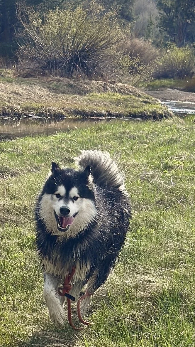 Black-and-gray Malamute standing on grass.